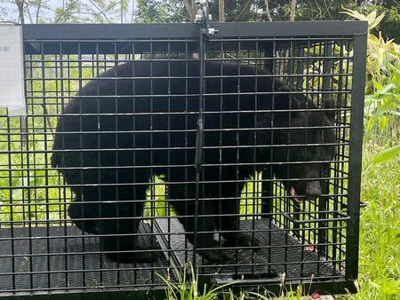 Los avistamientos de osos dificultan las actividades escolares al aire libre en Japón